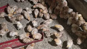 Colorbird chicken chicks for sale