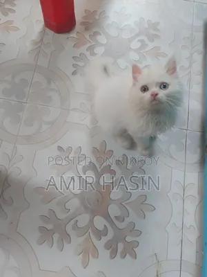 1-3 Months Male Purebred Persian