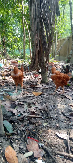 গলাছিলা বিক্রি হবে