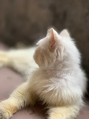 ১+ বছরের পুরুষ পিওর ব্রেড পার্সিয়ান