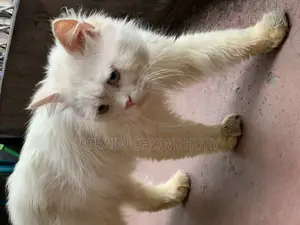 ১+ বছরের পুরুষ পিওর ব্রেড পার্সিয়ান