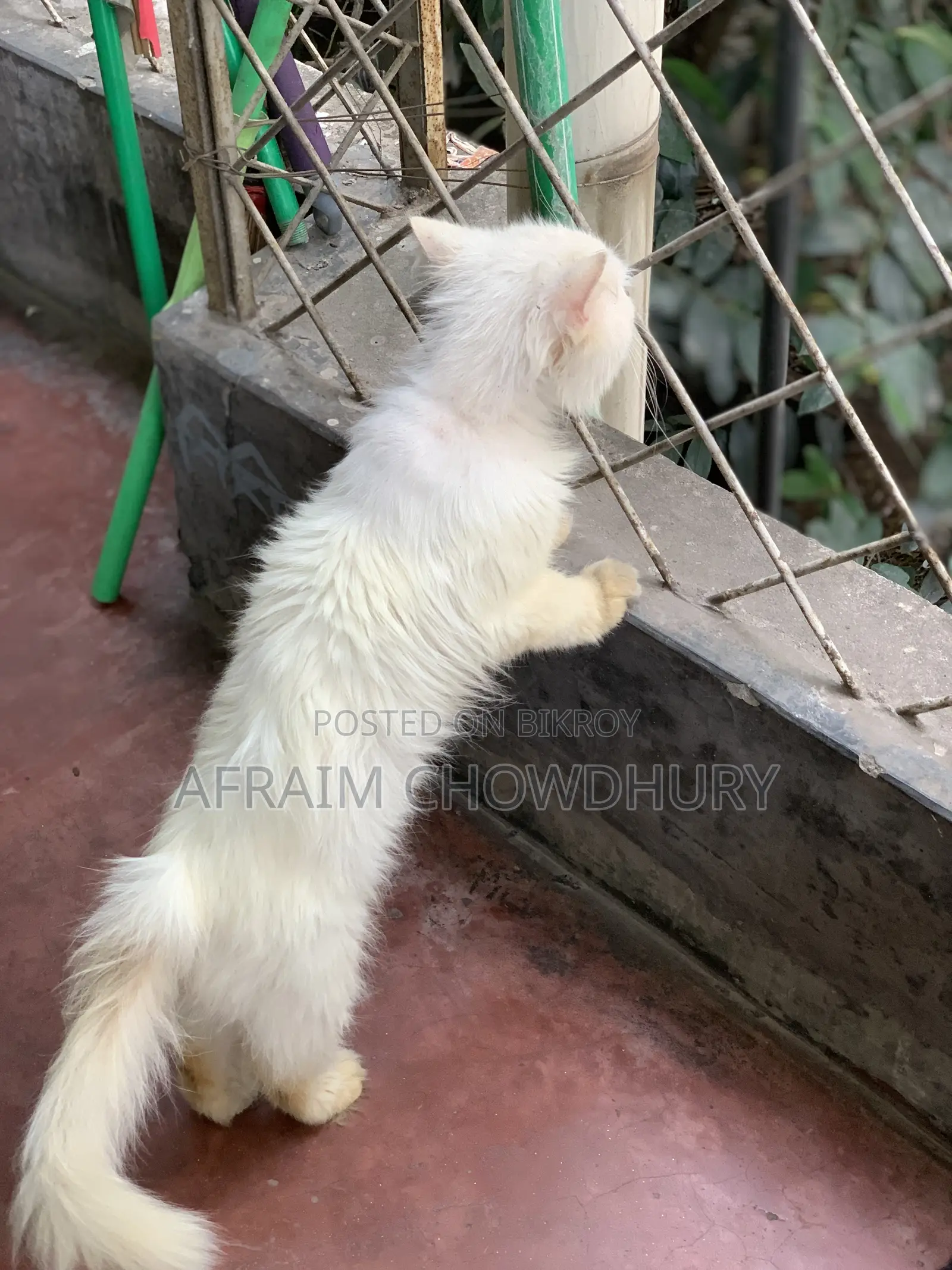 ১+ বছরের পুরুষ পিওর ব্রেড পার্সিয়ান