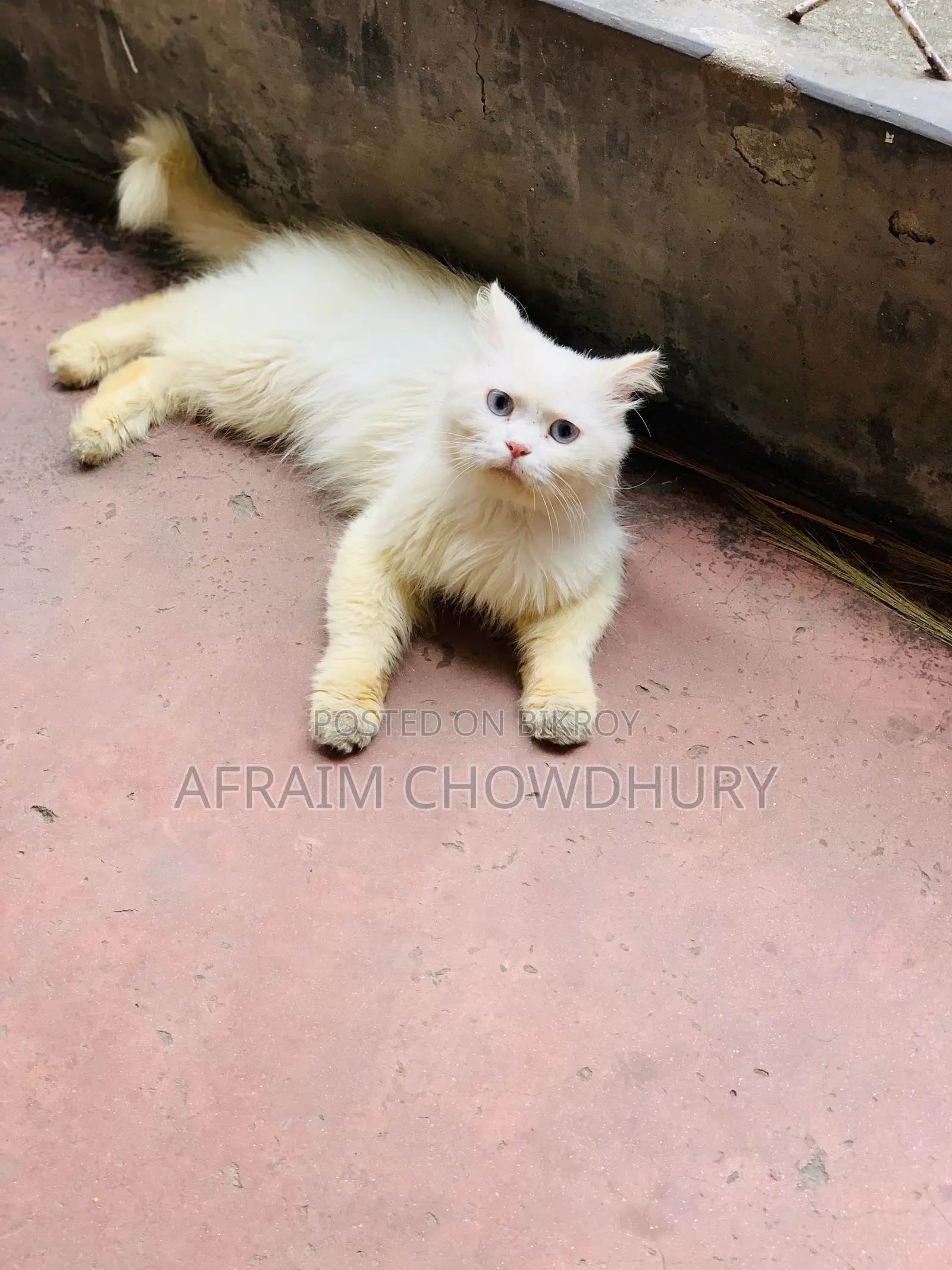 ১+ বছরের পুরুষ পিওর ব্রেড পার্সিয়ান