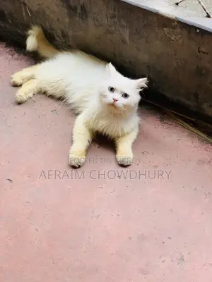 ১+ বছরের পুরুষ পিওর ব্রেড পার্সিয়ান