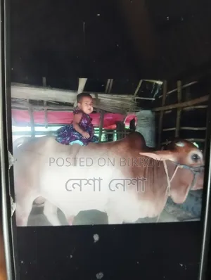 একটি কোরবানির গরু বিক্রি হবে।
