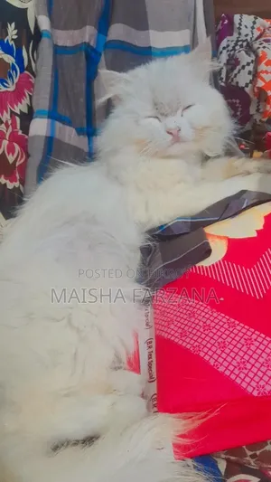 3-6 Months Male Purebred Persian