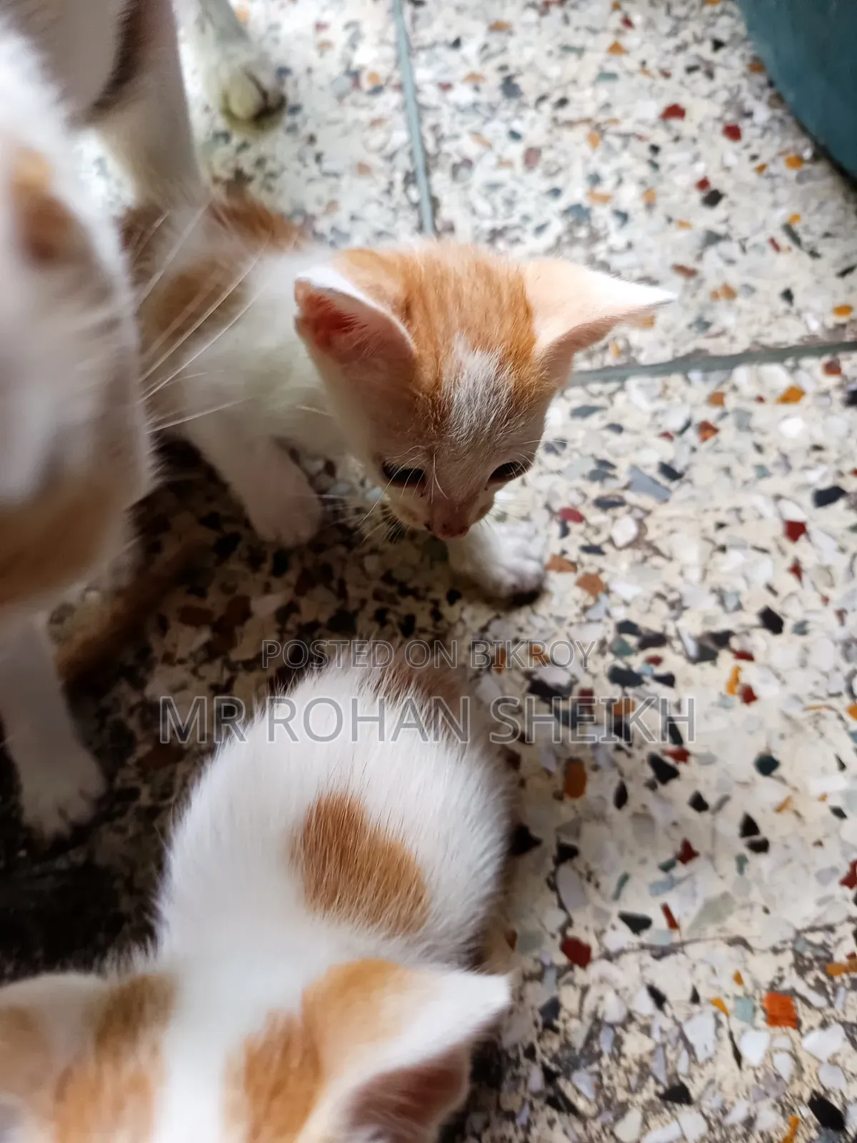১-৩ মাস বয়সী পুরুষ পিওরব্রেড বেঙ্গল