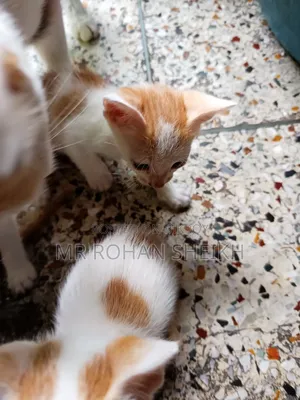 ১-৩ মাস বয়সী পুরুষ পিওরব্রেড বেঙ্গল