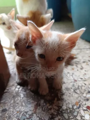১-৩ মাস বয়সী পুরুষ পিওরব্রেড বেঙ্গল