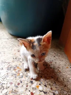 ১-৩ মাস বয়সী পুরুষ পিওরব্রেড বেঙ্গল