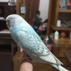 1.5 Month Tame Budgerigar Bird Female for Sale