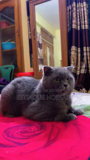 1+ Year Male Purebred Scottish Fold