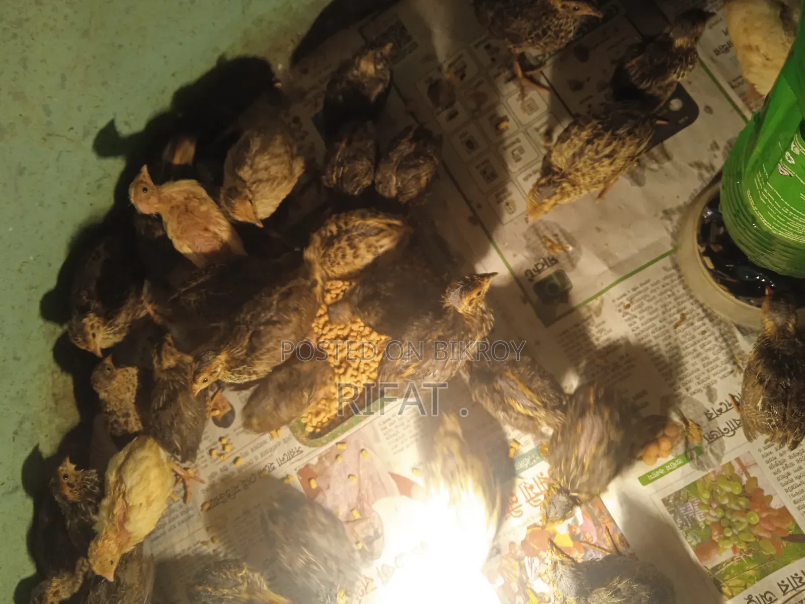 কোয়েল পাখি