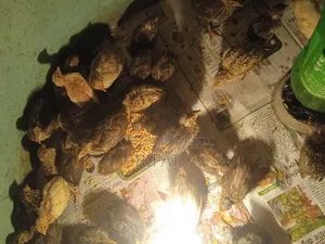 কোয়েল পাখি