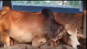 Home-Raised Deshi Cow for Sale