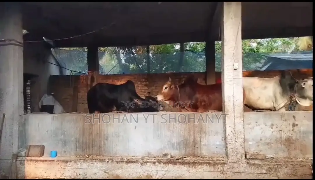 Home-Raised Deshi Cow for Sale