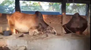 Home-Raised Deshi Cow for Sale