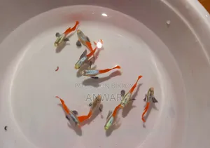 Guppy Fish