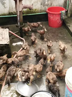 Khaki Campbell Ducks (2 Months 20 Days Old) For Sale