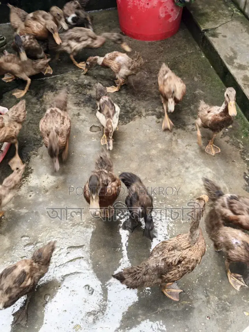Khaki Campbell Ducks (2 Months 20 Days Old) For Sale
