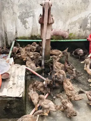 Khaki Campbell Ducks (2 Months 20 Days Old) For Sale
