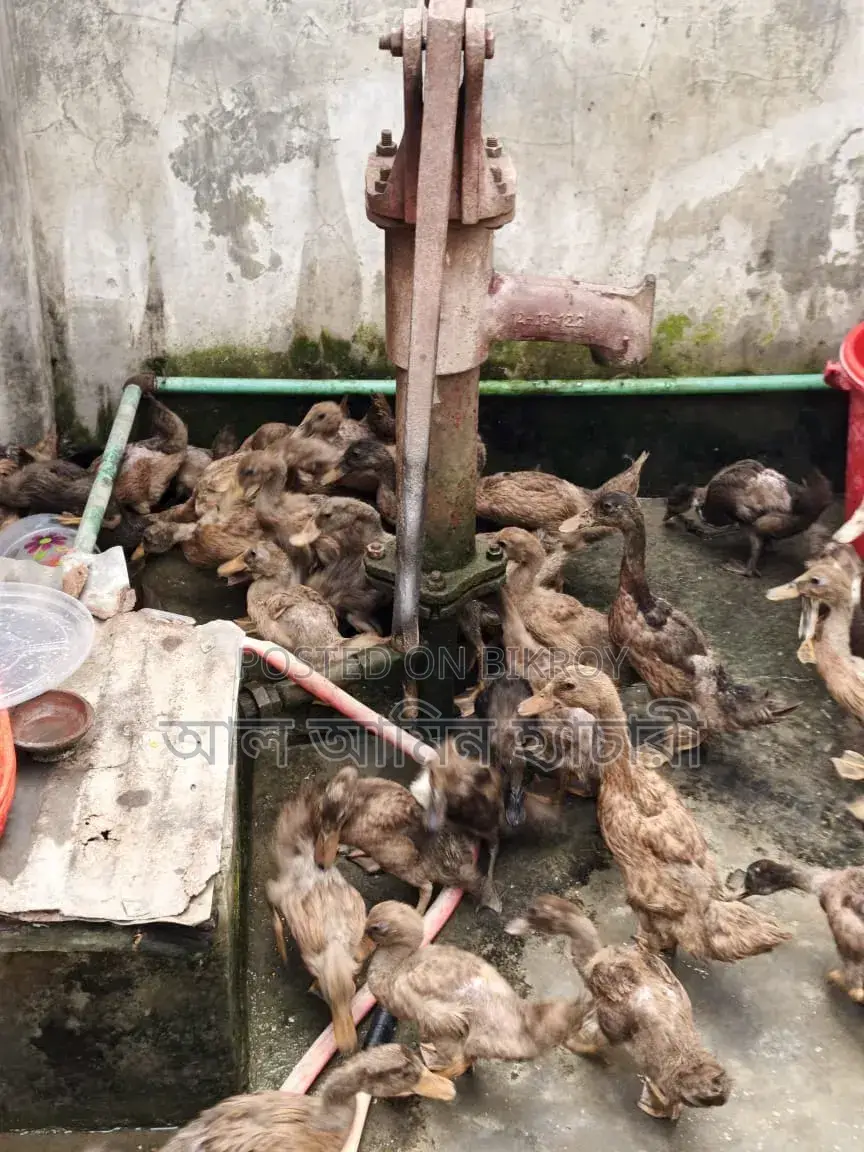Khaki Campbell Ducks (2 Months 20 Days Old) For Sale