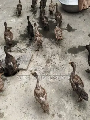 Khaki Campbell Ducks (2 Months 20 Days Old) For Sale