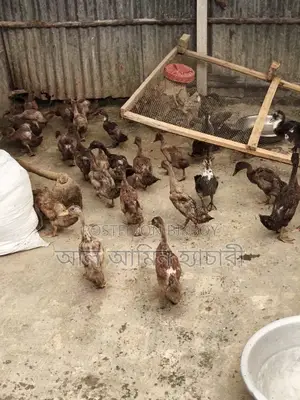 Khaki Campbell Ducks (2 Months 20 Days Old) For Sale