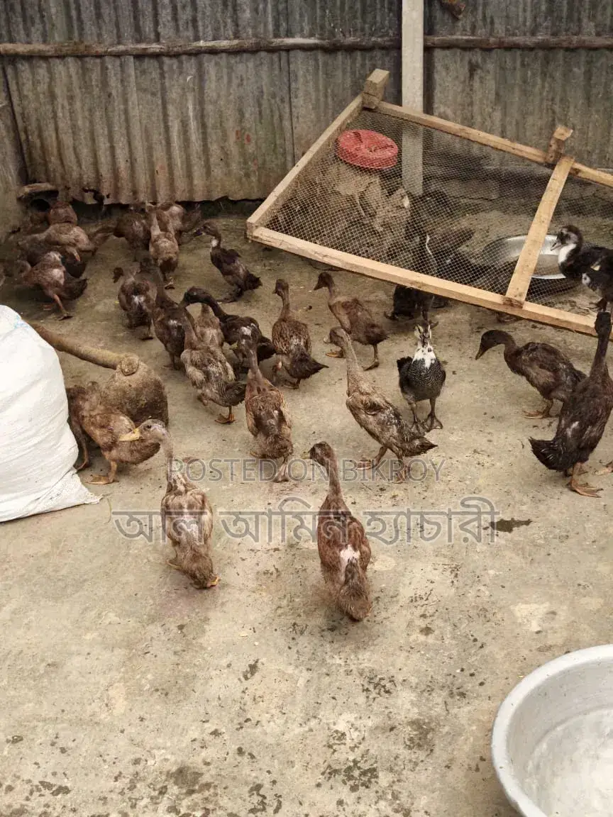 Khaki Campbell Ducks (2 Months 20 Days Old) For Sale