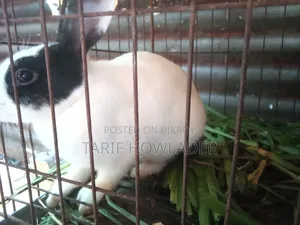 Rabbits for Sale