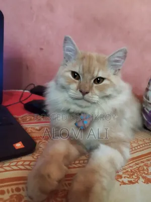 6-12 Months Male Purebred Persian