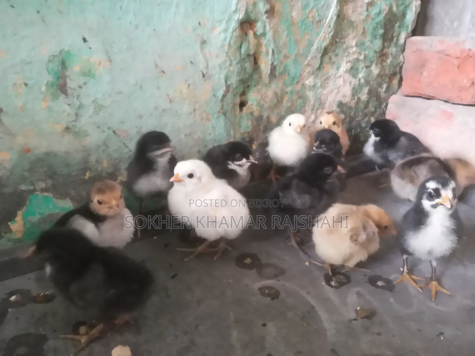 Desi Chicken Chicks 4 Days Old