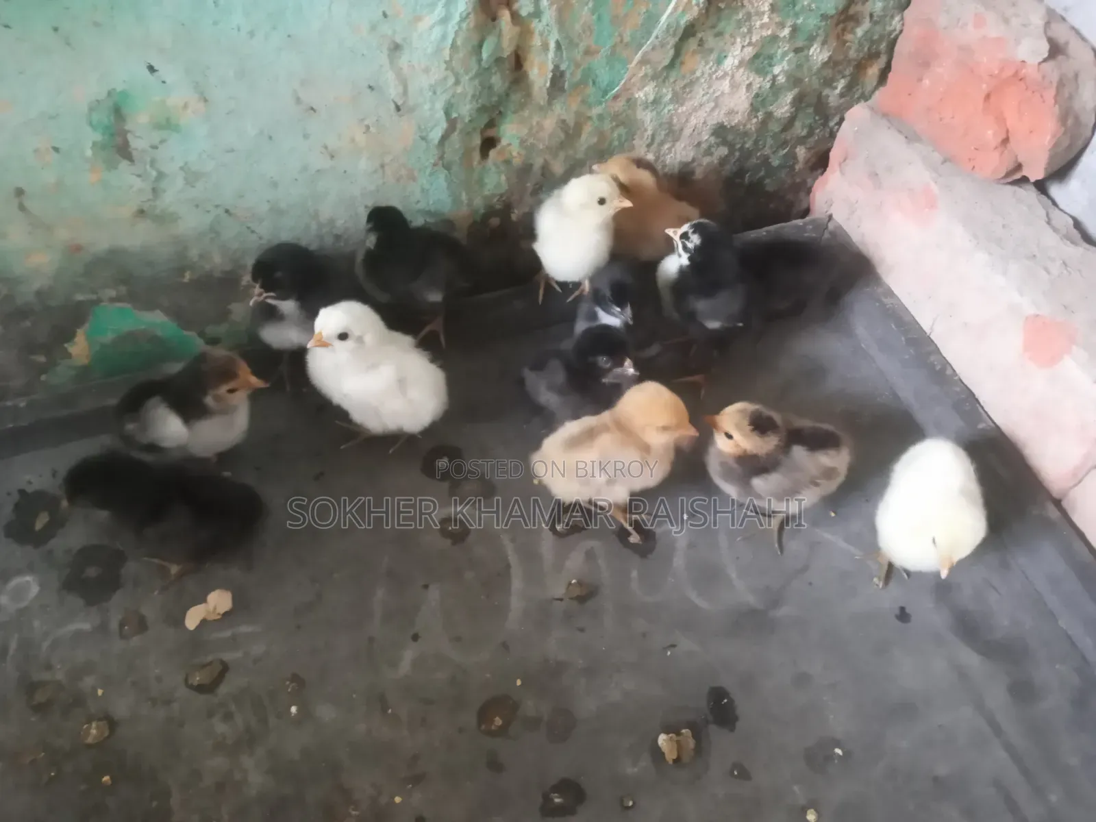 Desi Chicken Chicks 4 Days Old