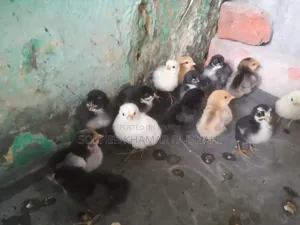 Desi Chicken Chicks 4 Days Old