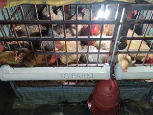 টাইগার মুরগির বাচ্চা বিক্রি হবে।