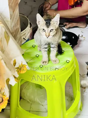 ১-৩ মাস বয়সী স্ত্রী মিশ্র জাতের বেঙ্গল
