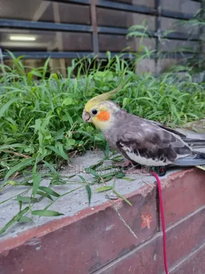 ককাটেল (Cockatiel) পাখি
