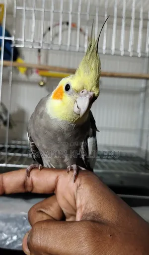 ককাটেল (Cockatiel) পাখি