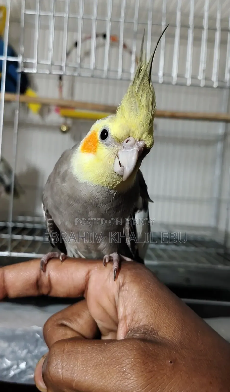 ককাটেল (Cockatiel) পাখি