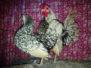 সিলভার সেভ রাইট রানিং পেয়ার