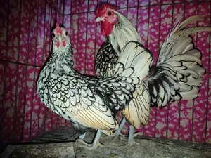 সিলভার সেভ রাইট রানিং পেয়ার