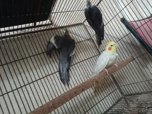 ককাটেল পাখি