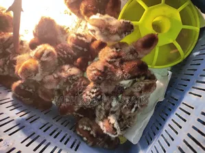 ফাওমি মুরগির বাচ্চা