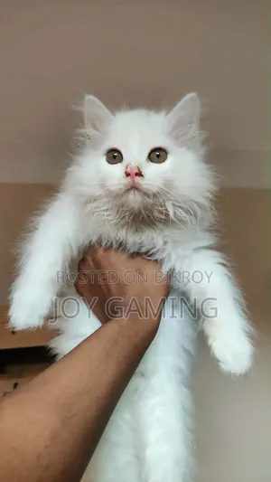 3-6 Months Male Purebred Persian