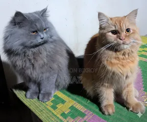 1+ Year Male Purebred Persian