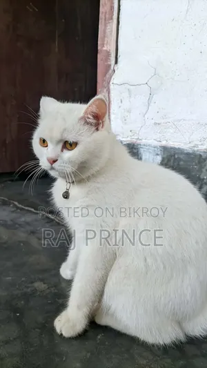 6-12 Months Female Mixed Breed Persian