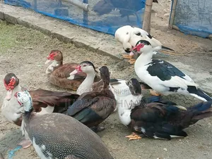 চিনা হাঁস বিক্রি হবে