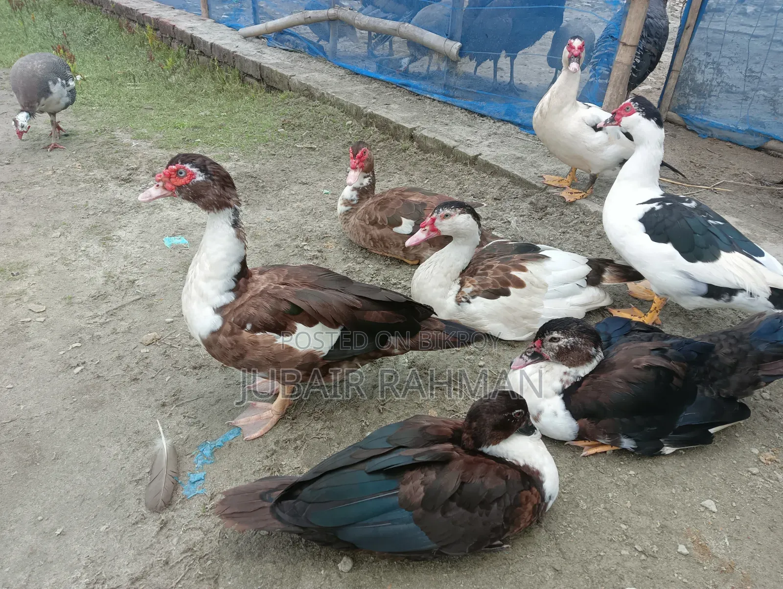 চিনা হাঁস বিক্রি হবে