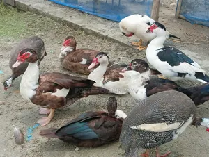 চিনা হাঁস বিক্রি হবে