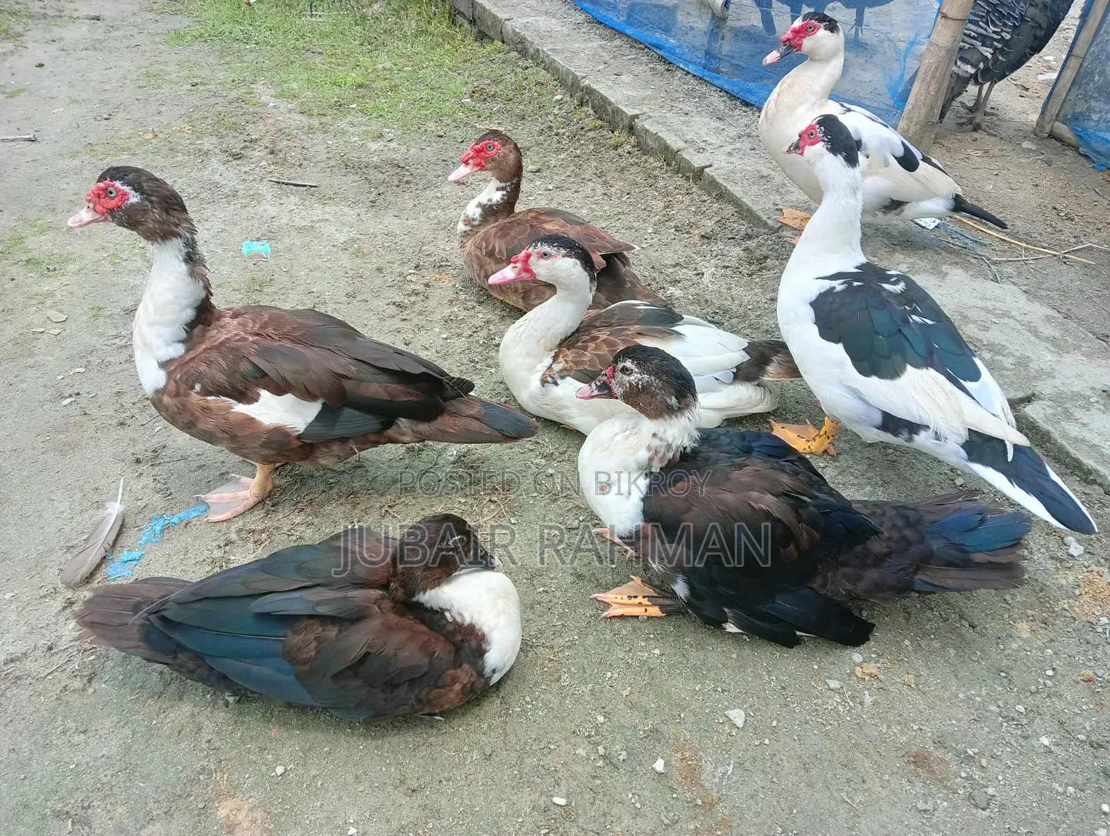 চিনা হাঁস বিক্রি হবে
